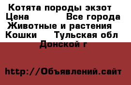 Котята породы экзот › Цена ­ 7 000 - Все города Животные и растения » Кошки   . Тульская обл.,Донской г.